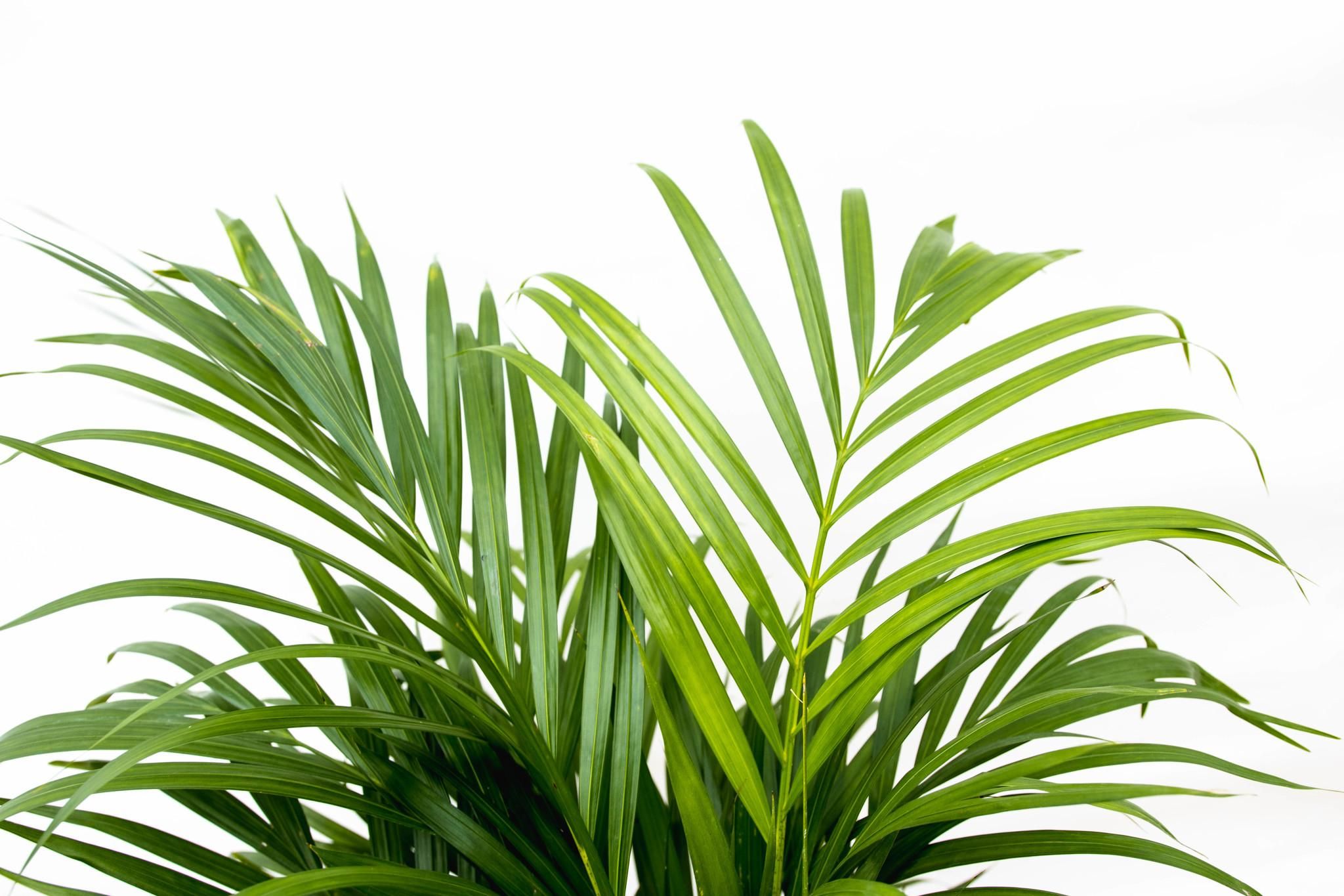 Dypsis Lutescens (Areca palm) 150 cm - ø24 (8721055693185)