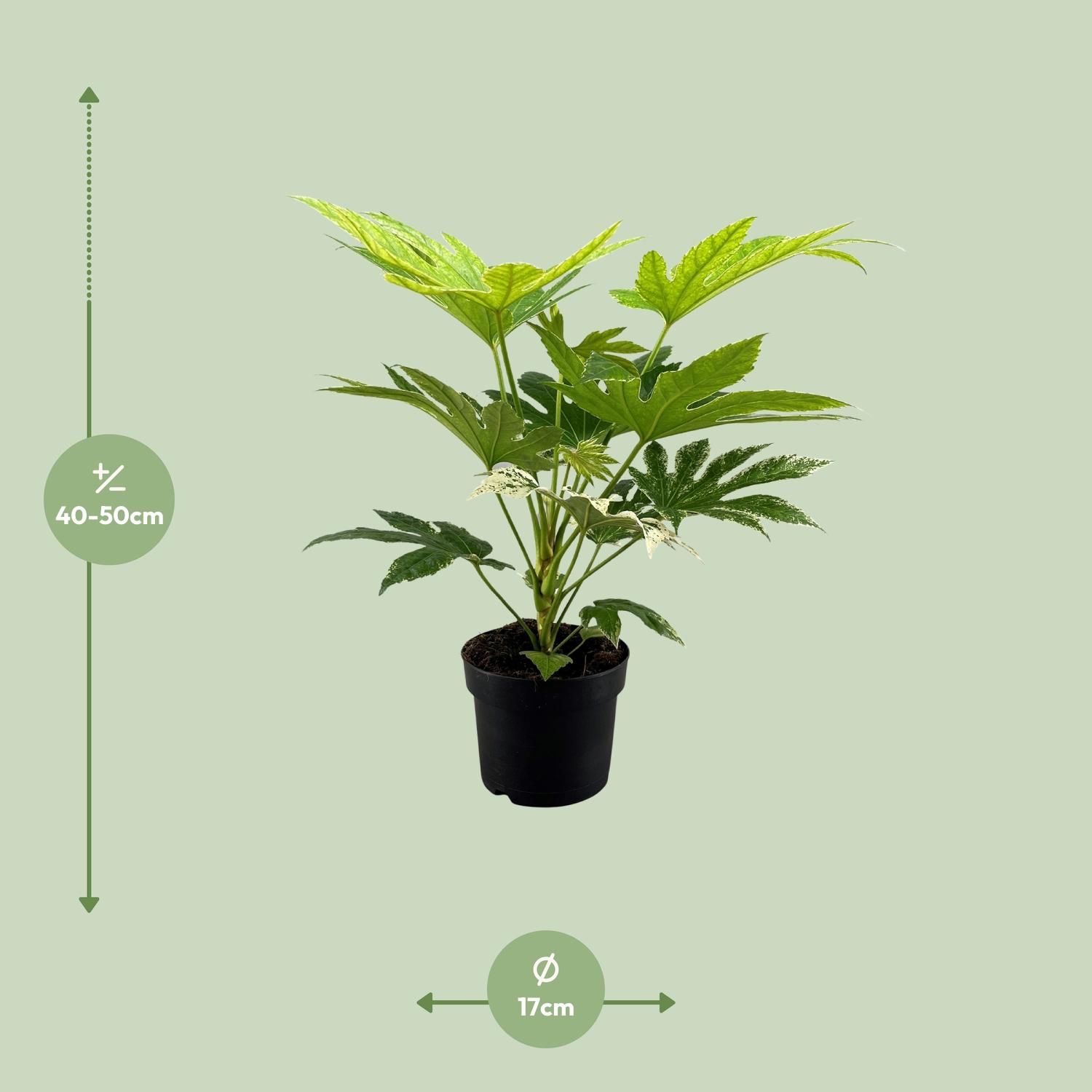 Fatsia Japonica Spider Web (16163)