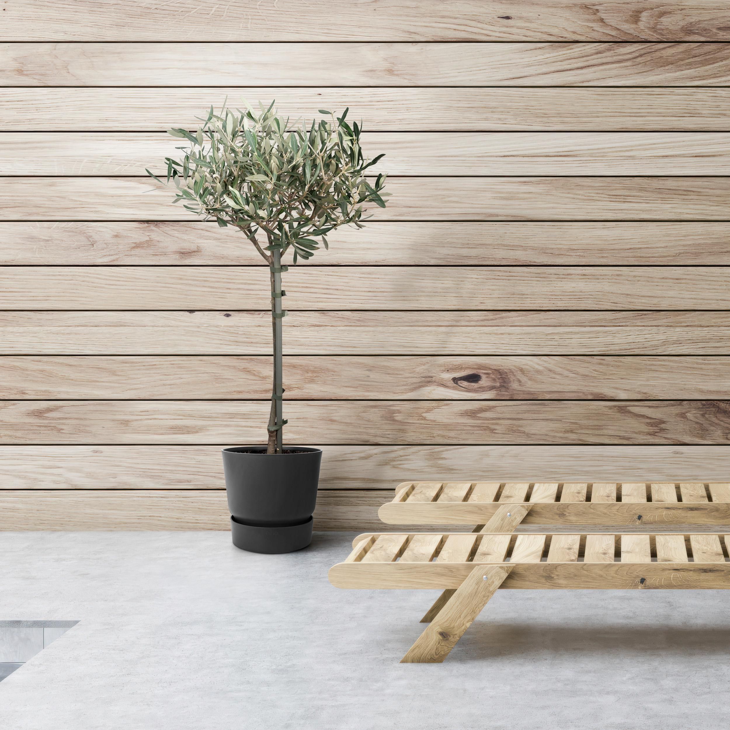 Olea (8720634287920)