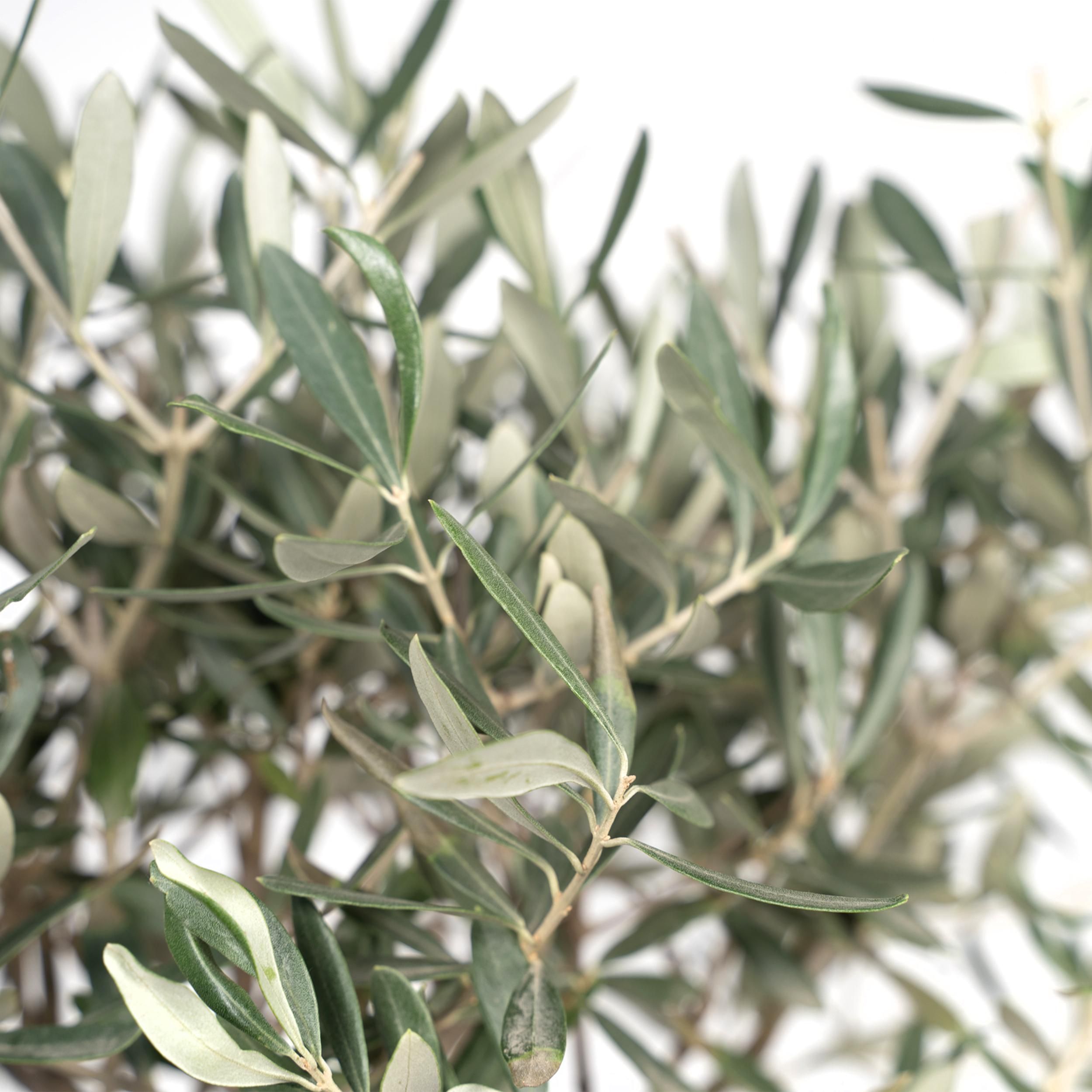 Olea (8720634287920)