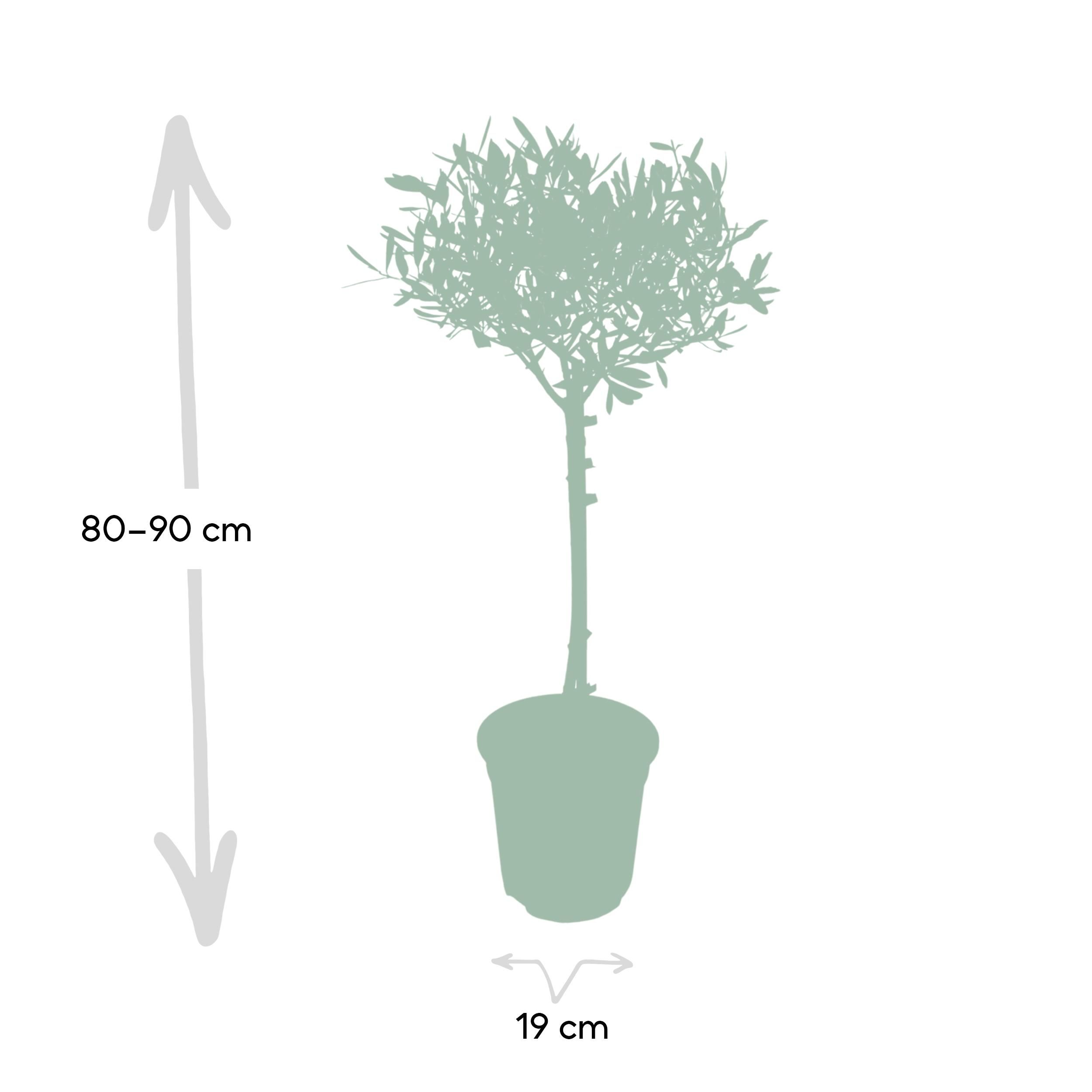 Olea (8720634287920)