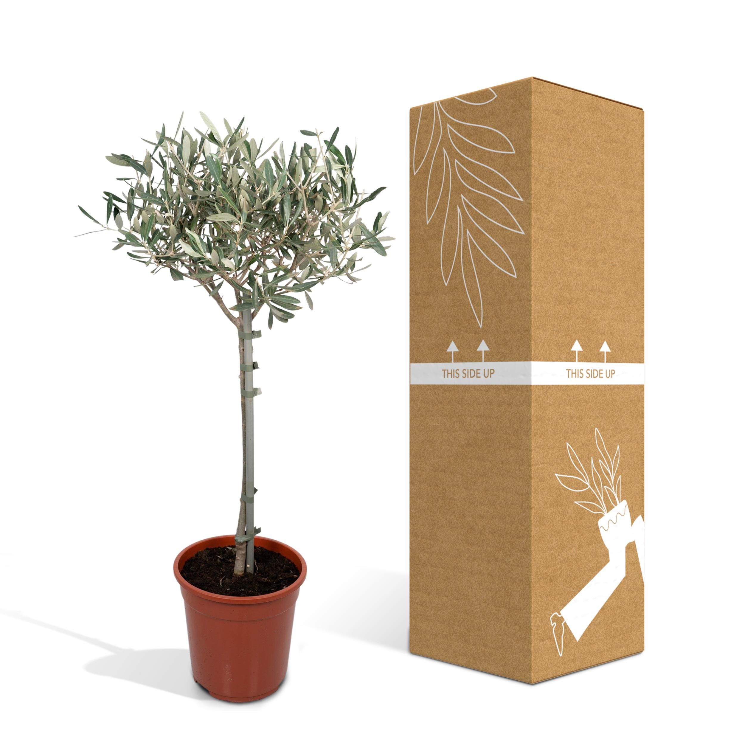 Olea (8720634287920)