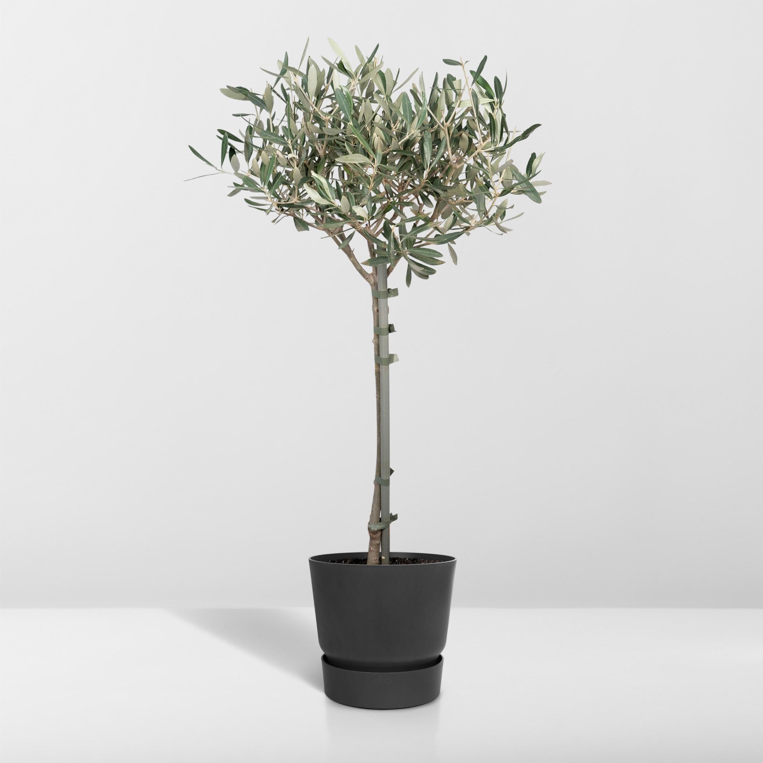 Olea (8720634287920)