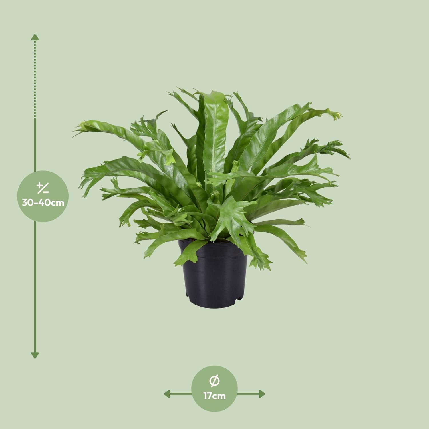 Asplenium Nidus Crissie (9745)