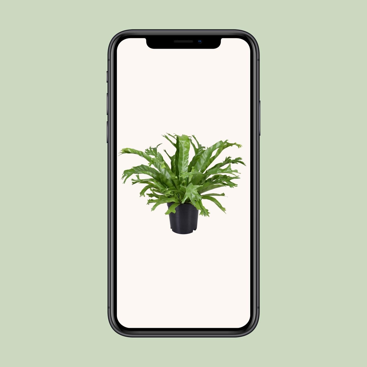 Asplenium Nidus Crissie (9745)