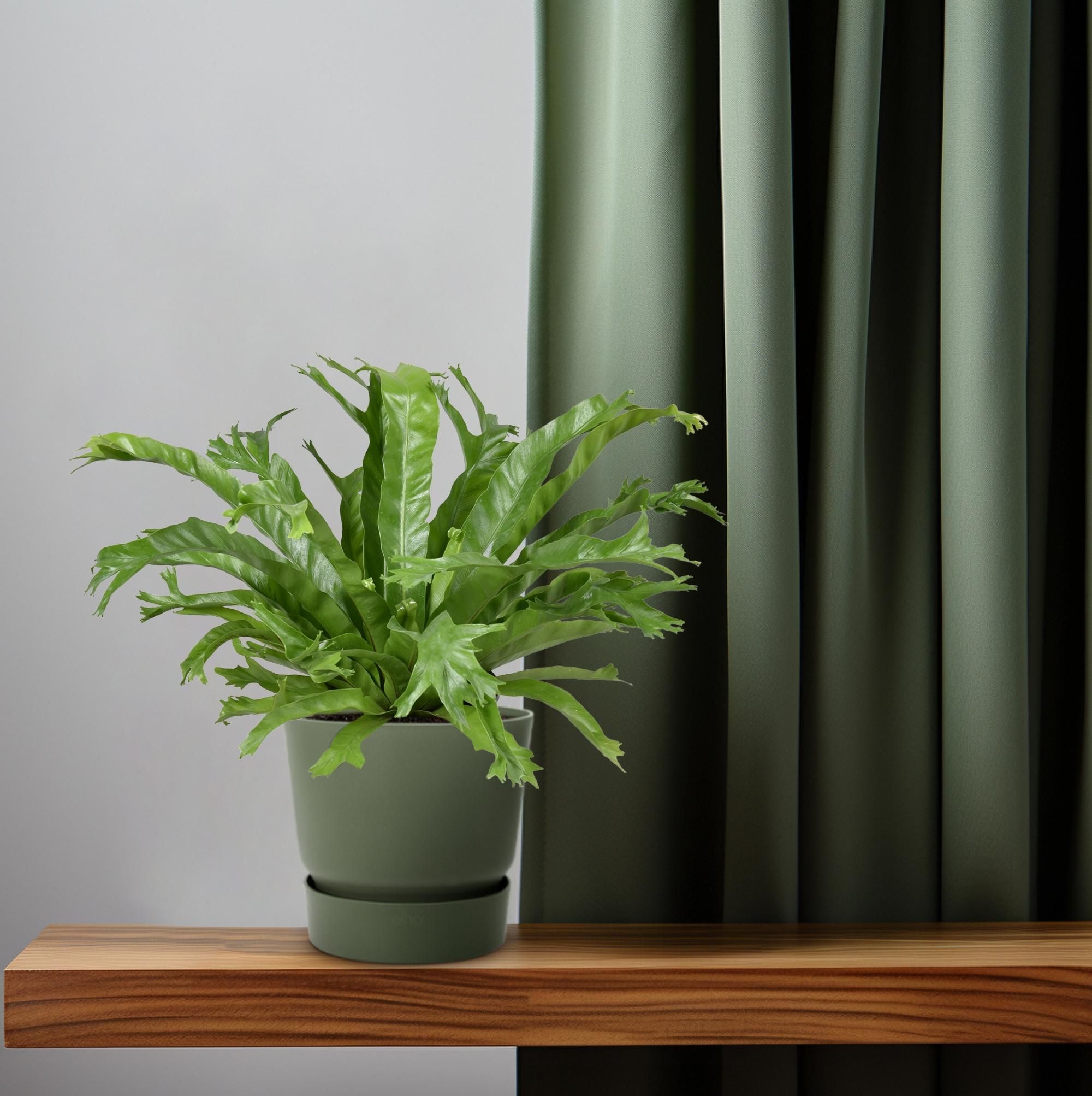 Asplenium Nidus Crissie (9745)