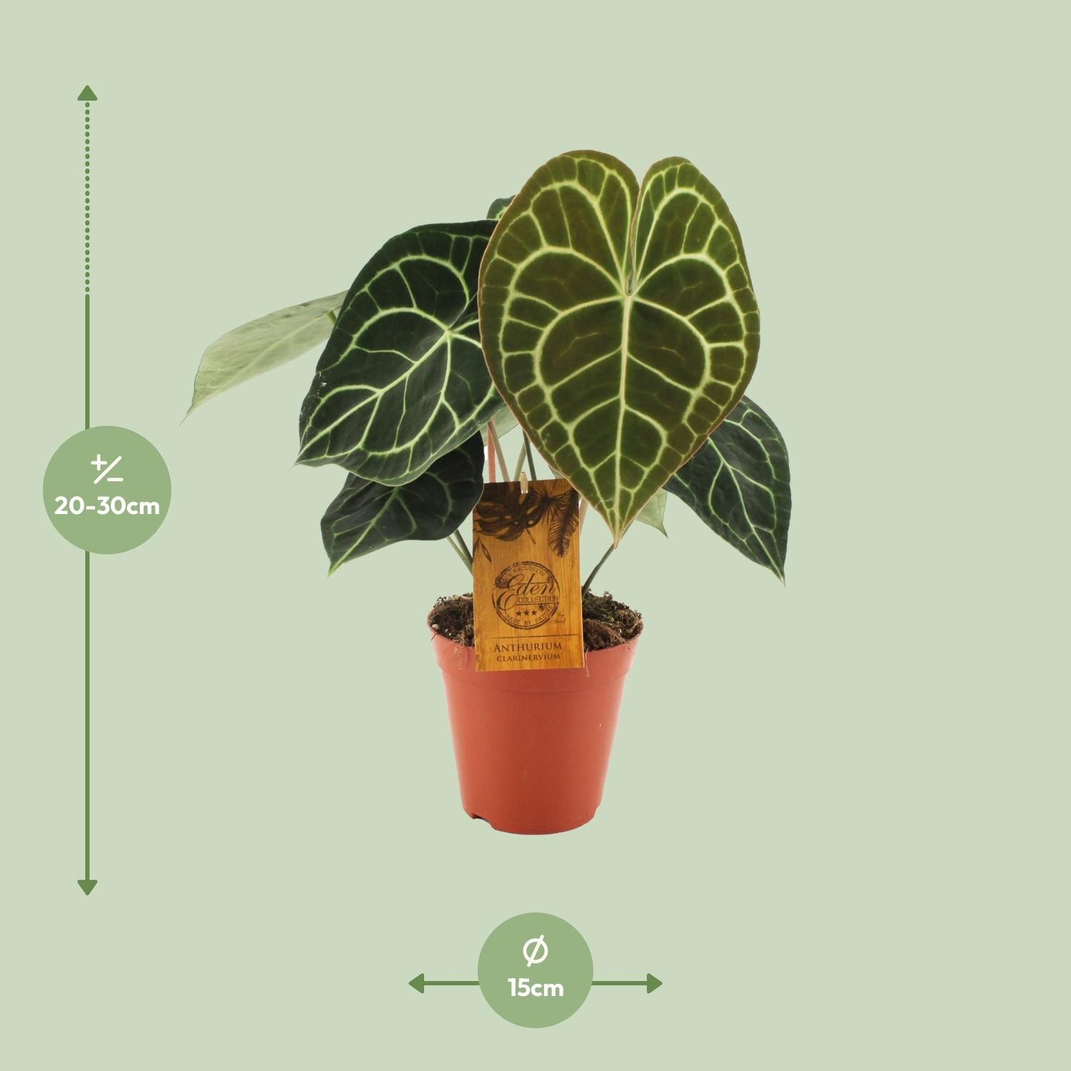 Anthurium Clarinervium (19015)