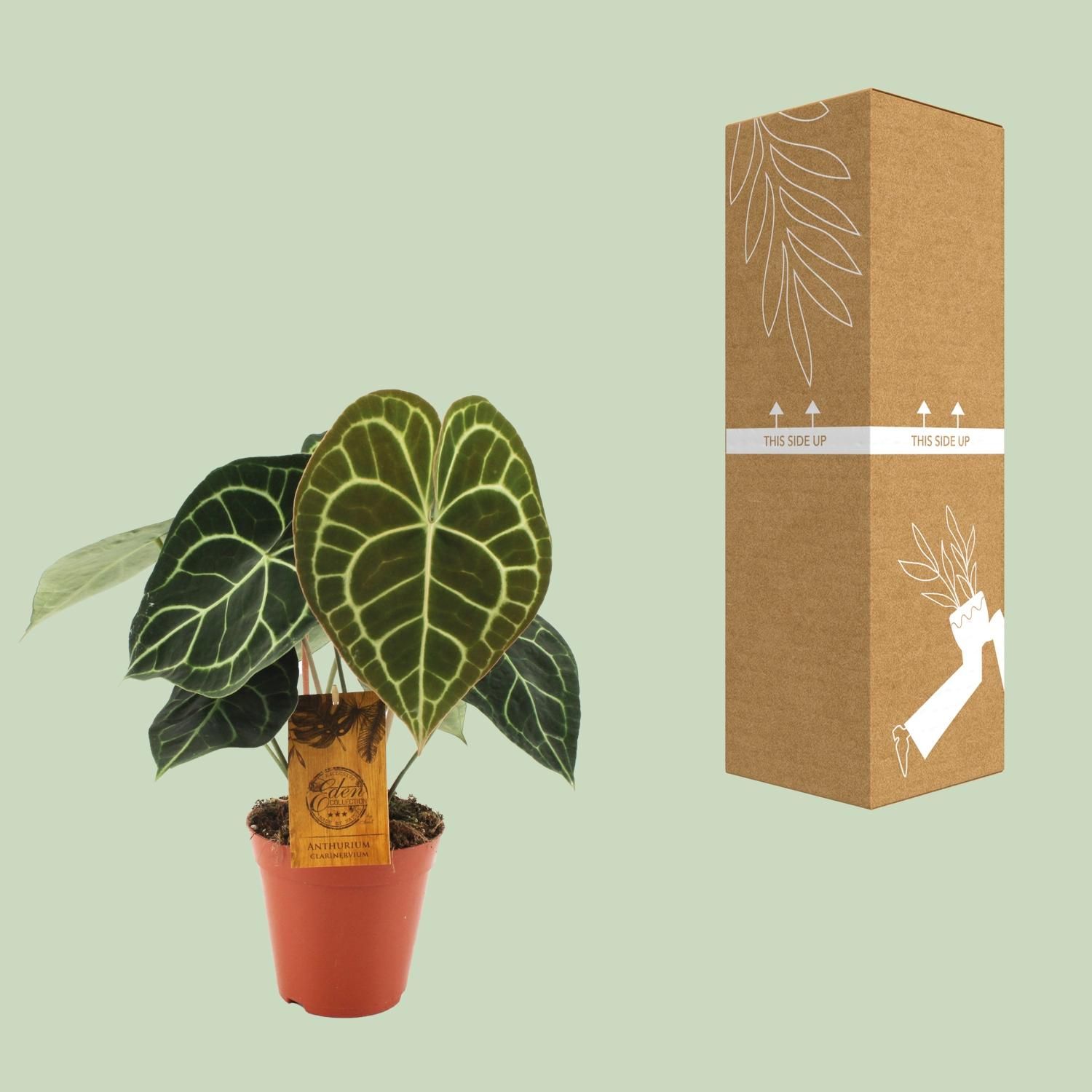 Anthurium Clarinervium (19015)