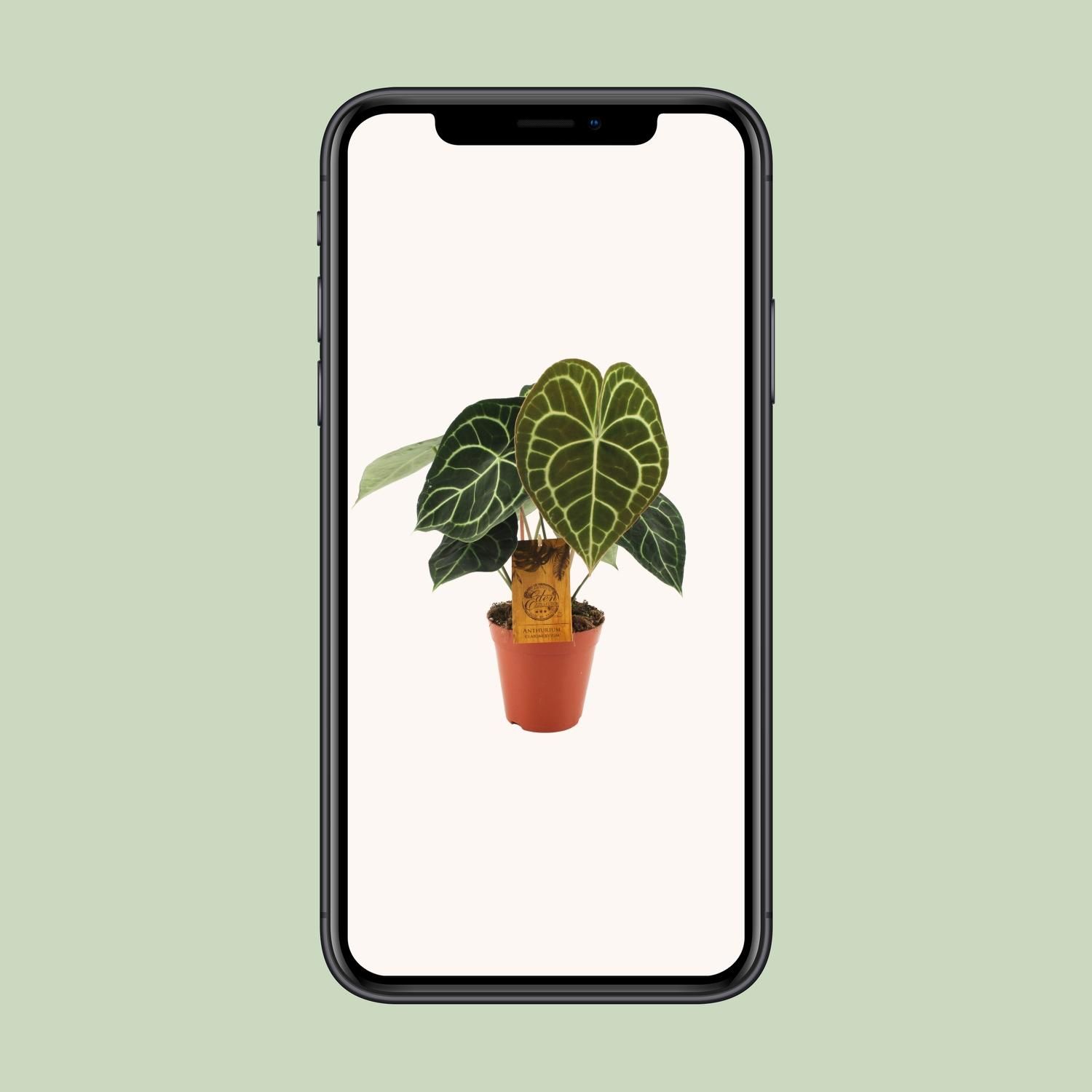 Anthurium Clarinervium (19015)