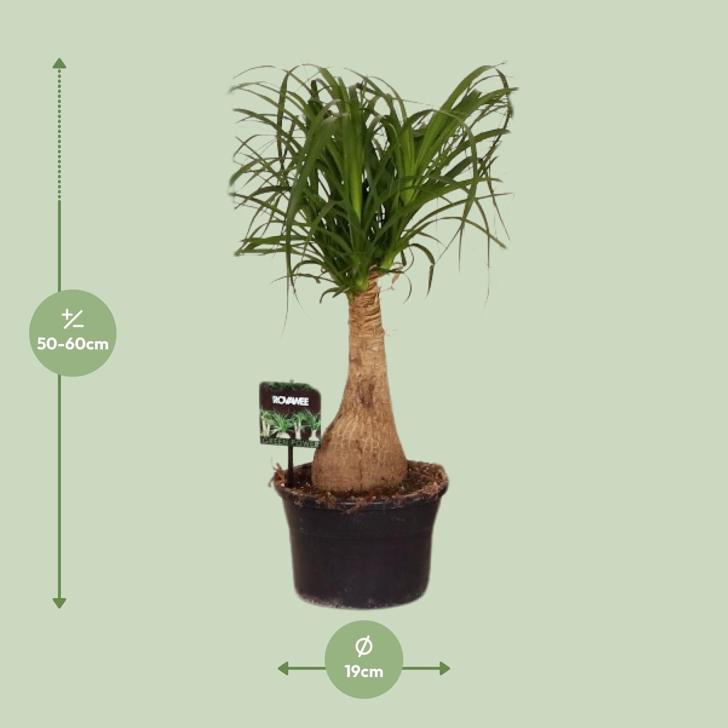 Beaucarnea Nolina - Ø19 ↕60 (11921)