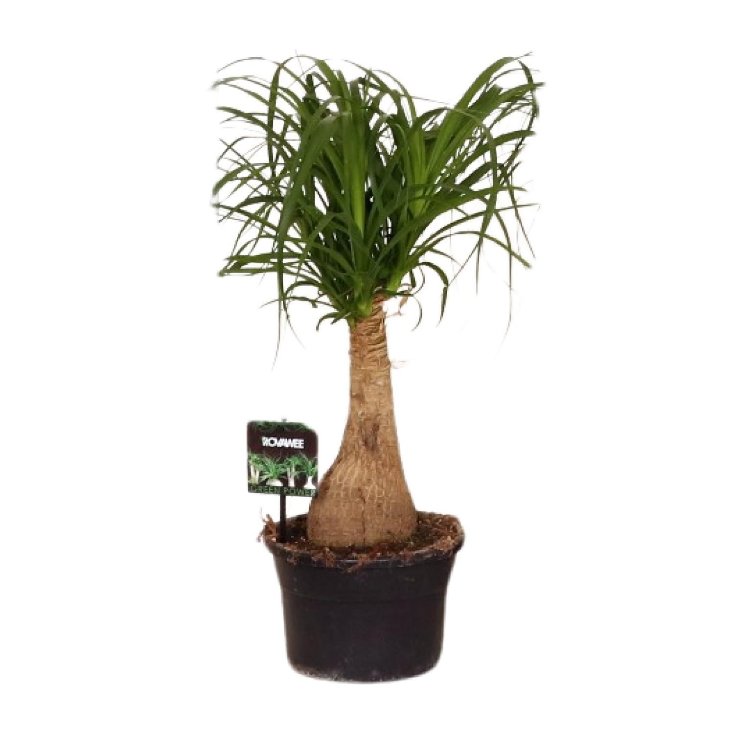 Beaucarnea Nolina - Ø19 ↕60 (11921)