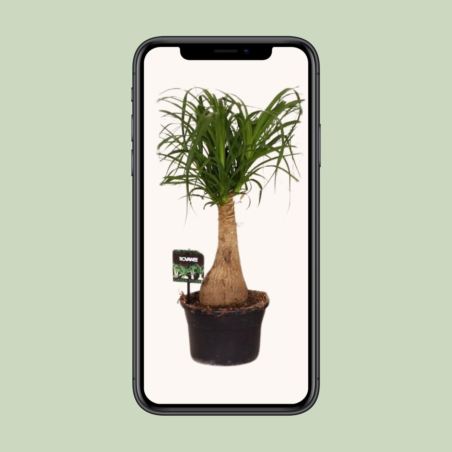 Beaucarnea Nolina - Ø19 ↕60 (11921)