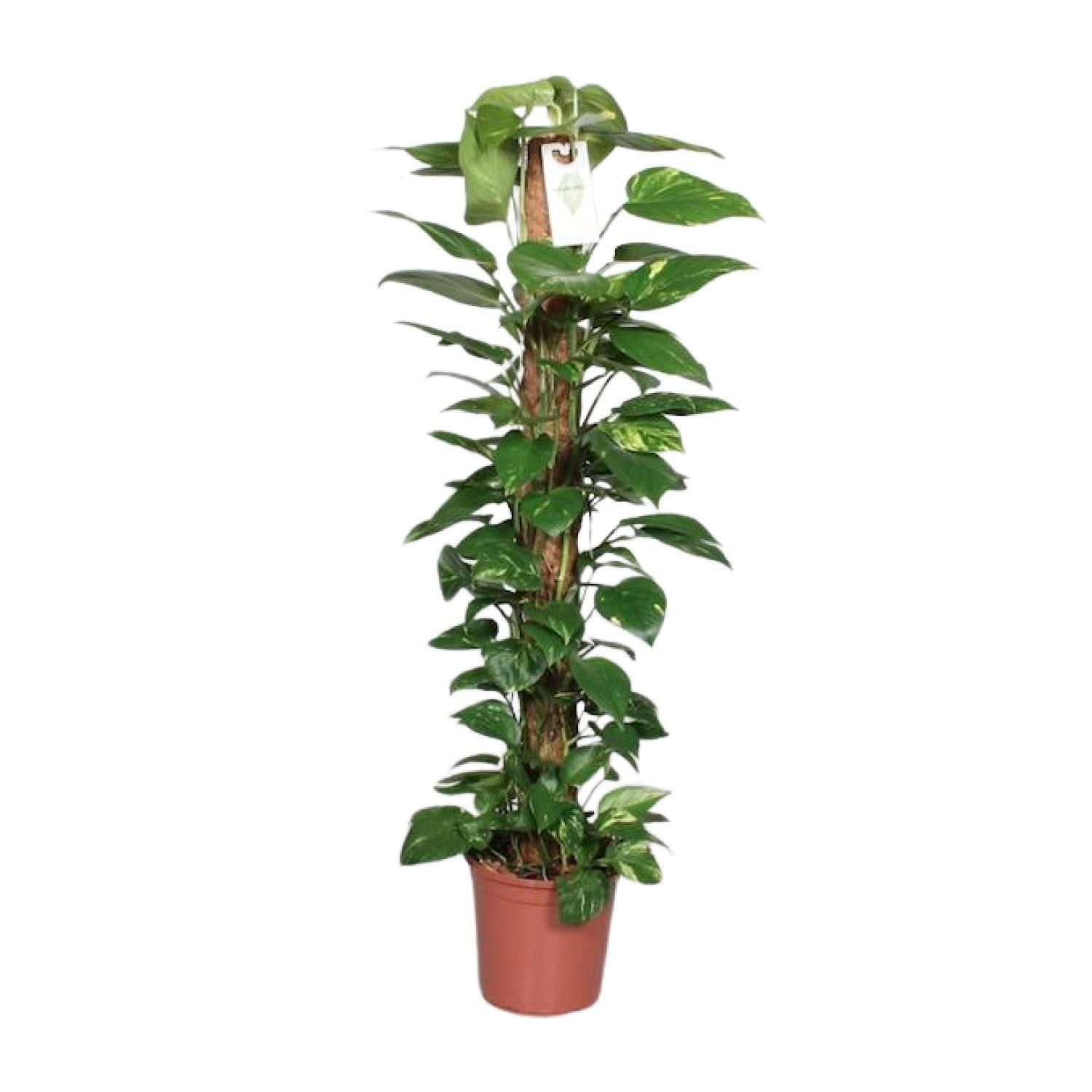 Epipremnum Pinnatum Mosstok 120cm Scindapsus (29047)