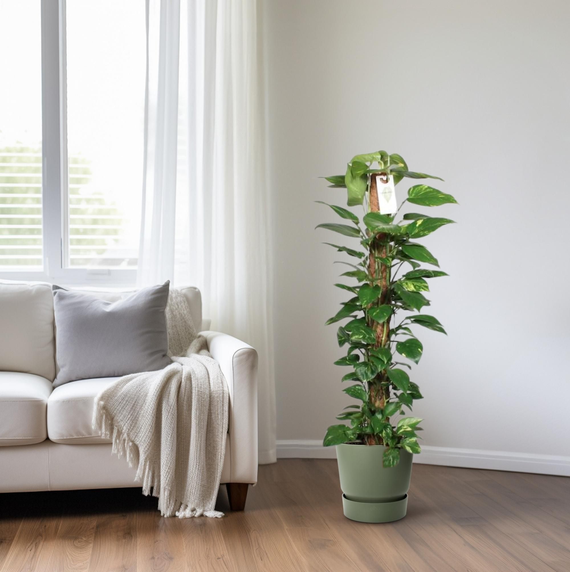 Epipremnum Pinnatum Mosstok 120cm Scindapsus (29047)