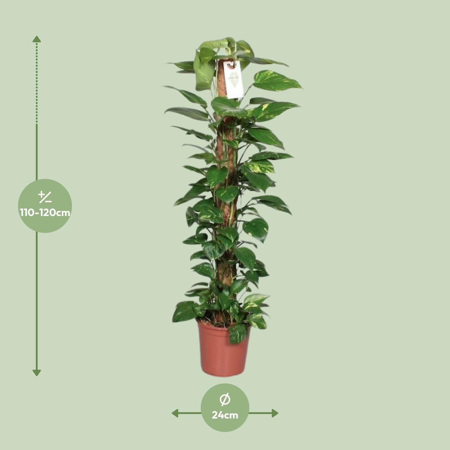 Epipremnum Pinnatum Mosstok 120cm Scindapsus (29047)