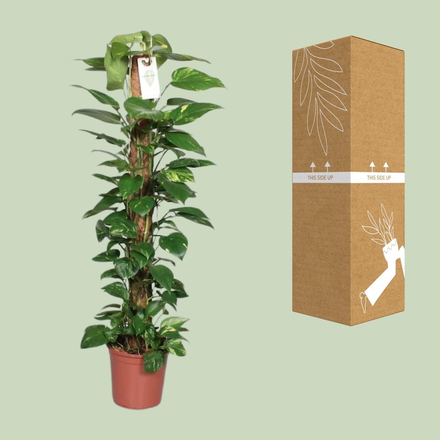 Epipremnum Pinnatum Mosstok 120cm Scindapsus (29047)