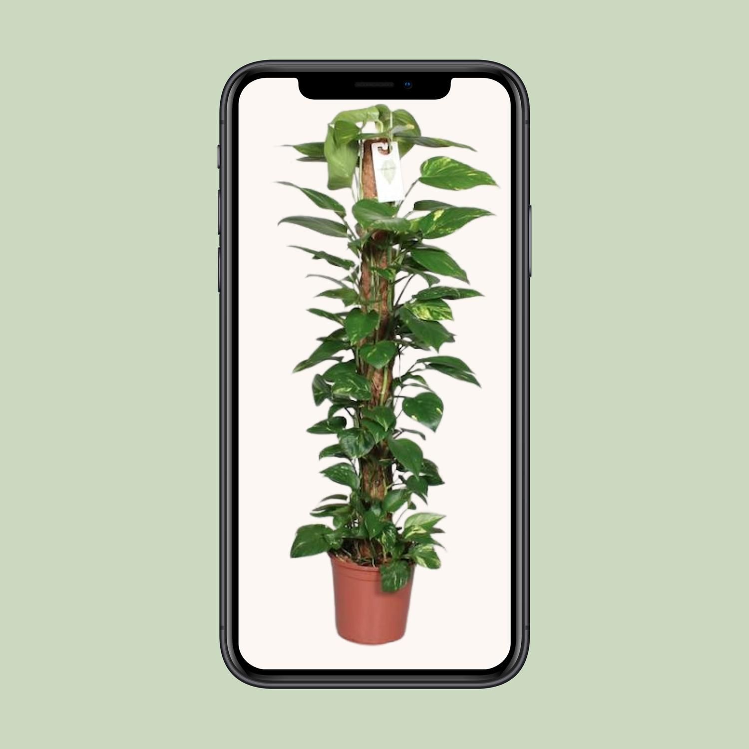 Epipremnum Pinnatum Mosstok 120cm Scindapsus (29047)