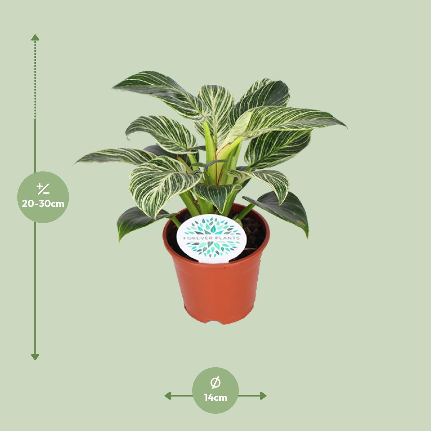Philodendron Birkin (15837)