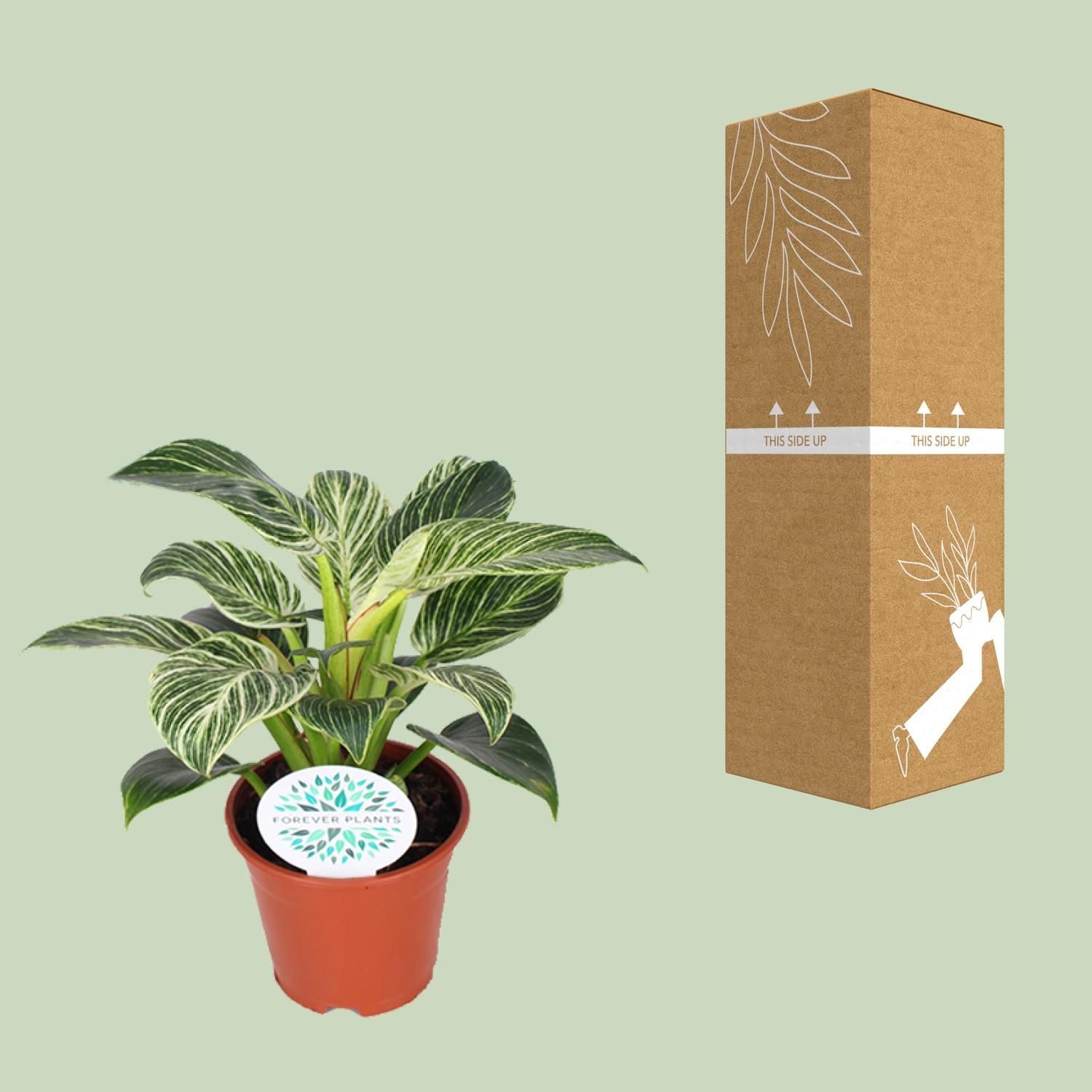 Philodendron Birkin (15837)