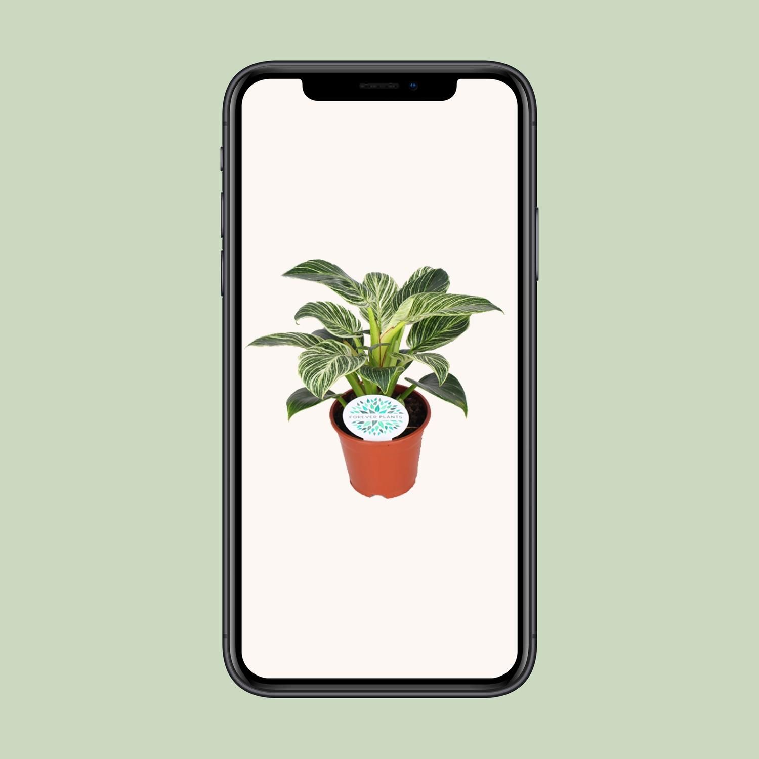 Philodendron Birkin (15837)