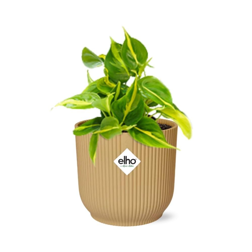 Philodendron Scandens ‘Brasil’ in ELHO Vibes Fold 14cm geel (21686)
