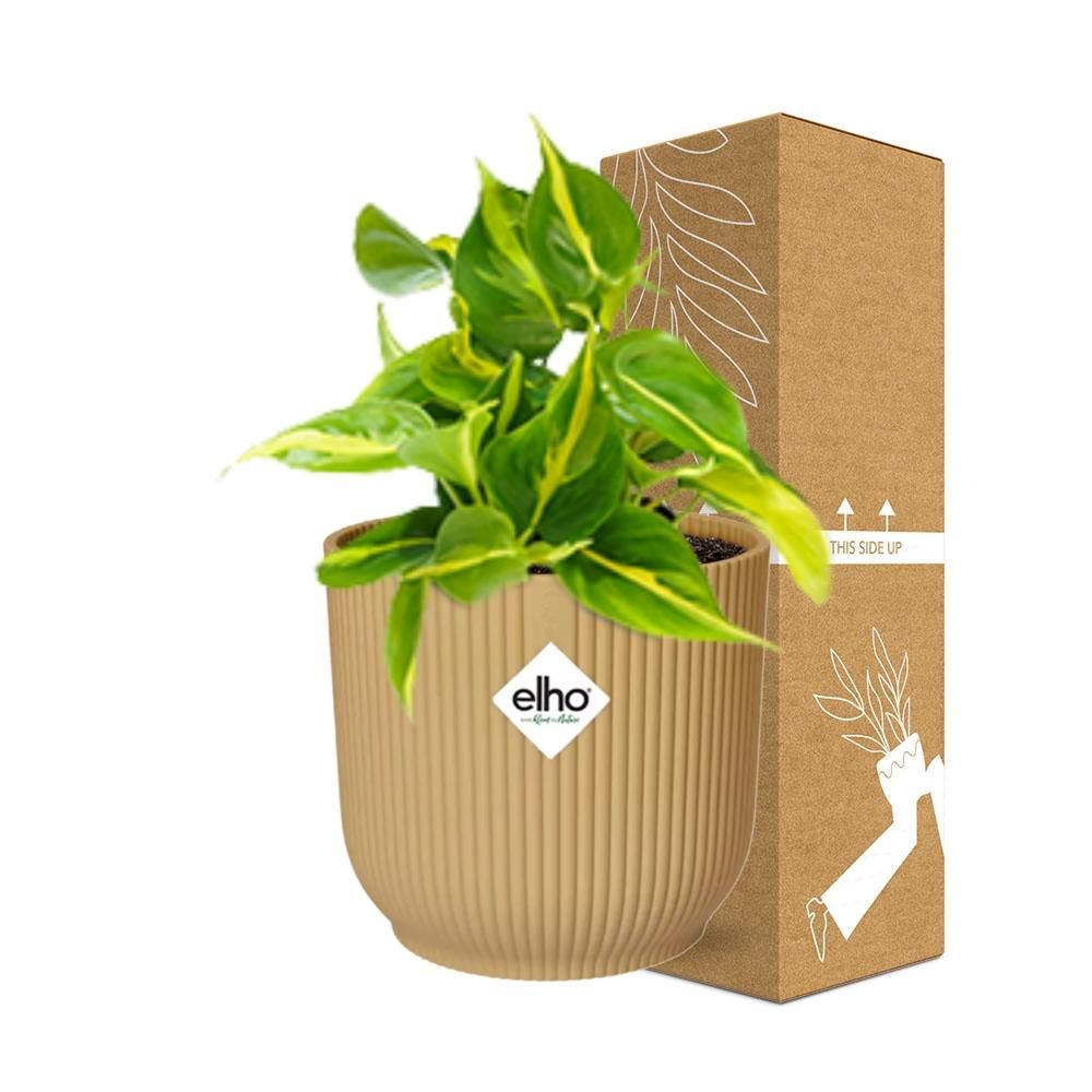 Philodendron Scandens ‘Brasil’ in ELHO Vibes Fold 14cm geel (21686)