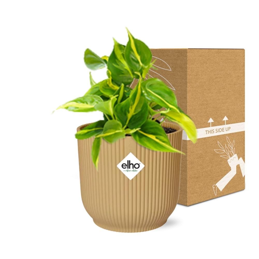 Philodendron Scandens ‘Brasil’ in ELHO Vibes Fold 14cm geel (21686)