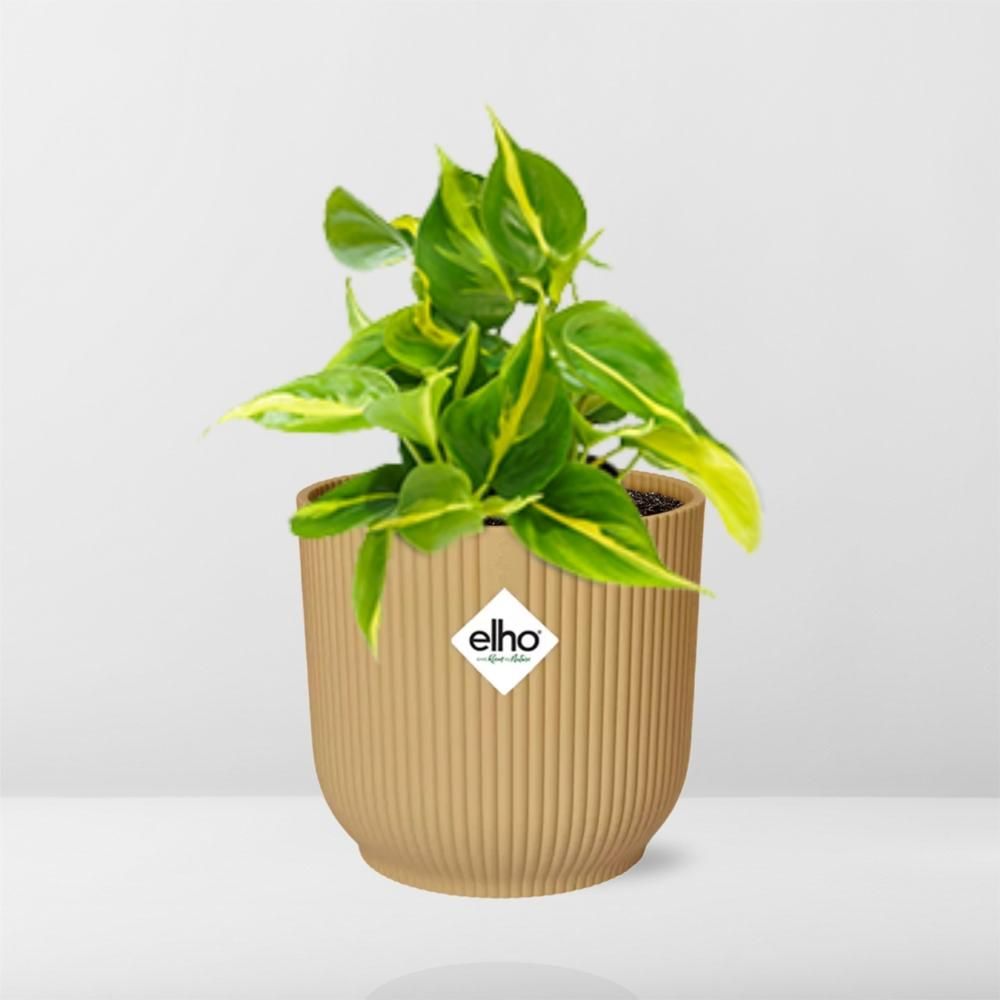 Philodendron Scandens ‘Brasil’ in ELHO Vibes Fold 14cm geel (21686)