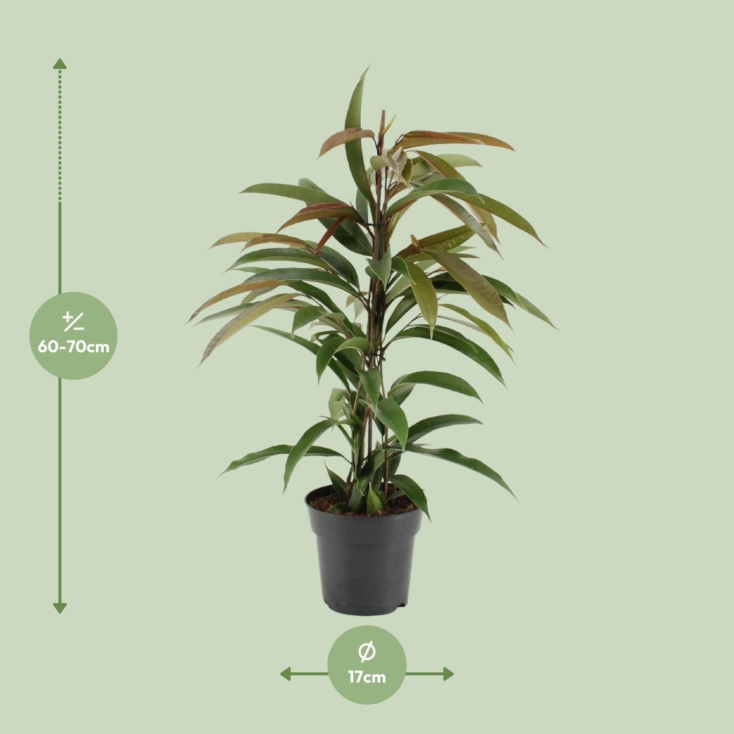 Ficus Binnendijkii Amstel King (15331)