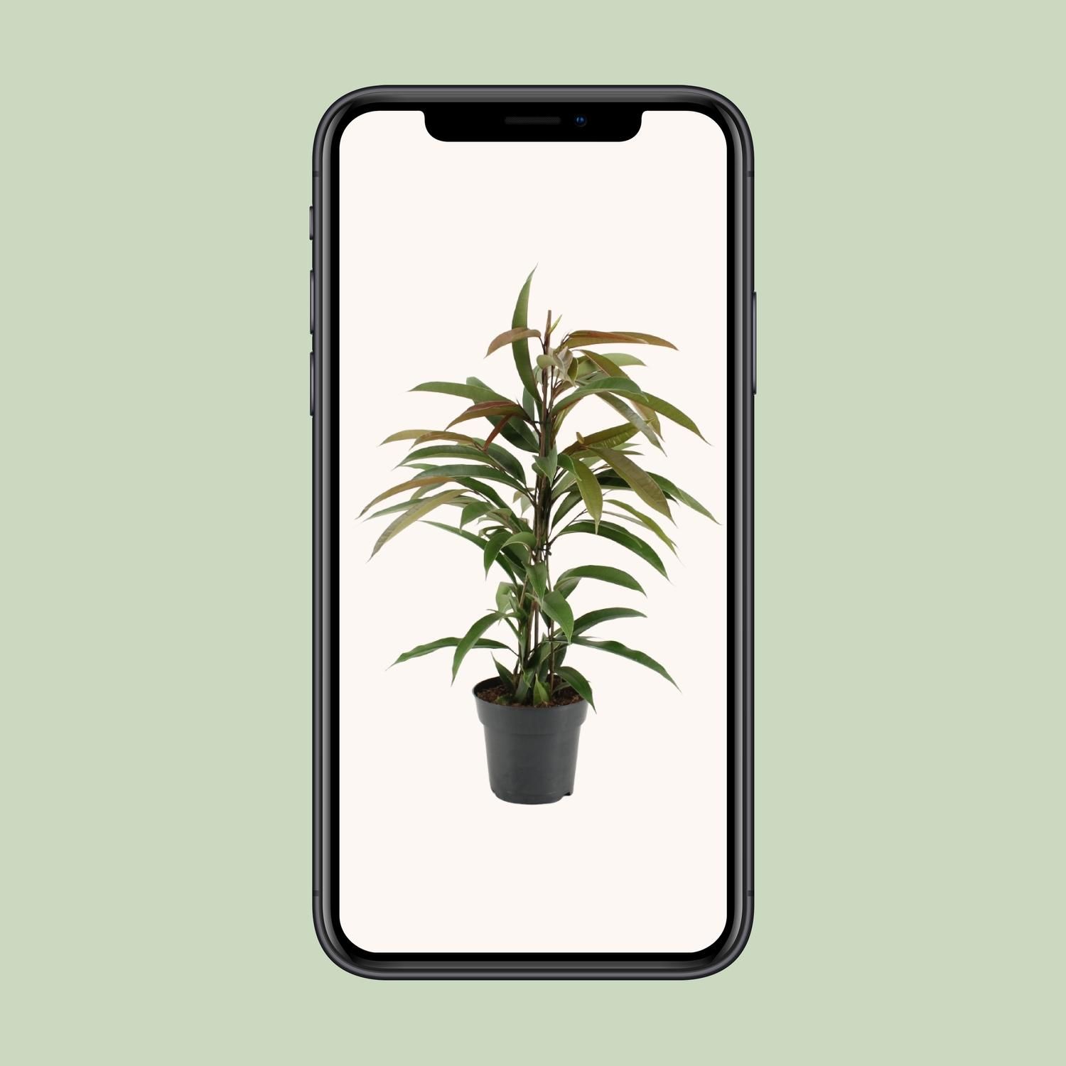 Ficus Binnendijkii Amstel King (15331)