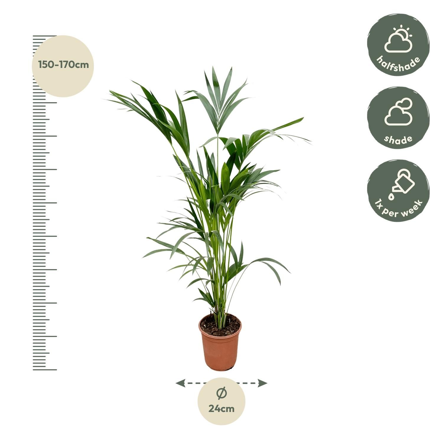 Kentia palm (8721055691976)