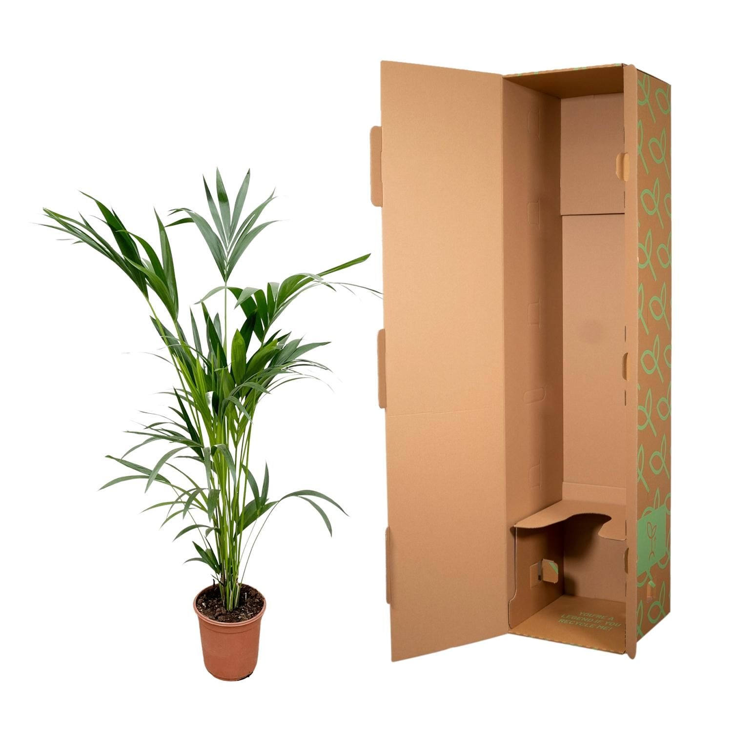 Kentia palm (8721055691976)