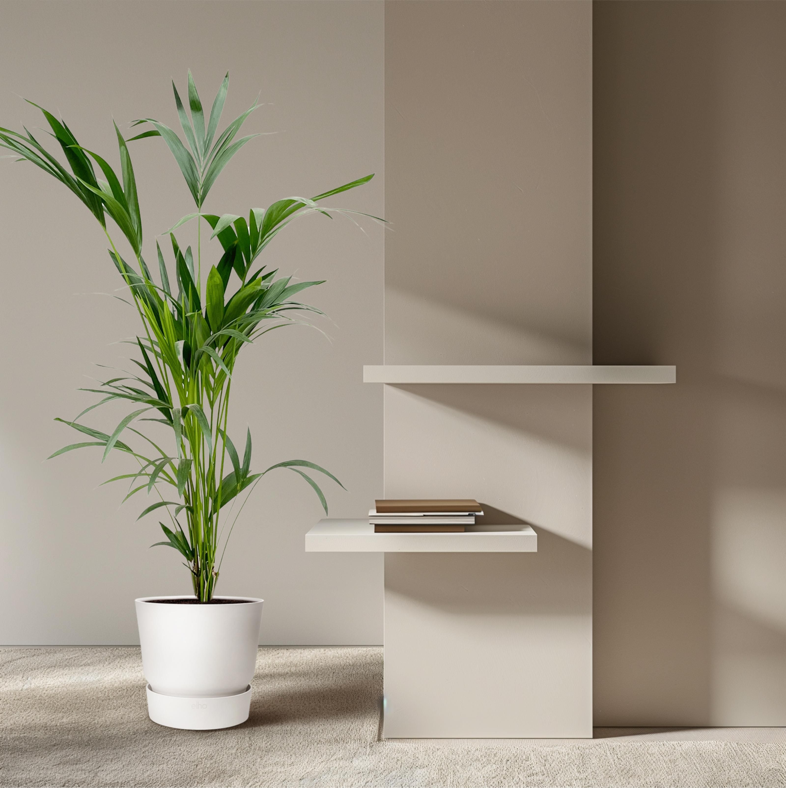 Kentia palm (8721055691976)