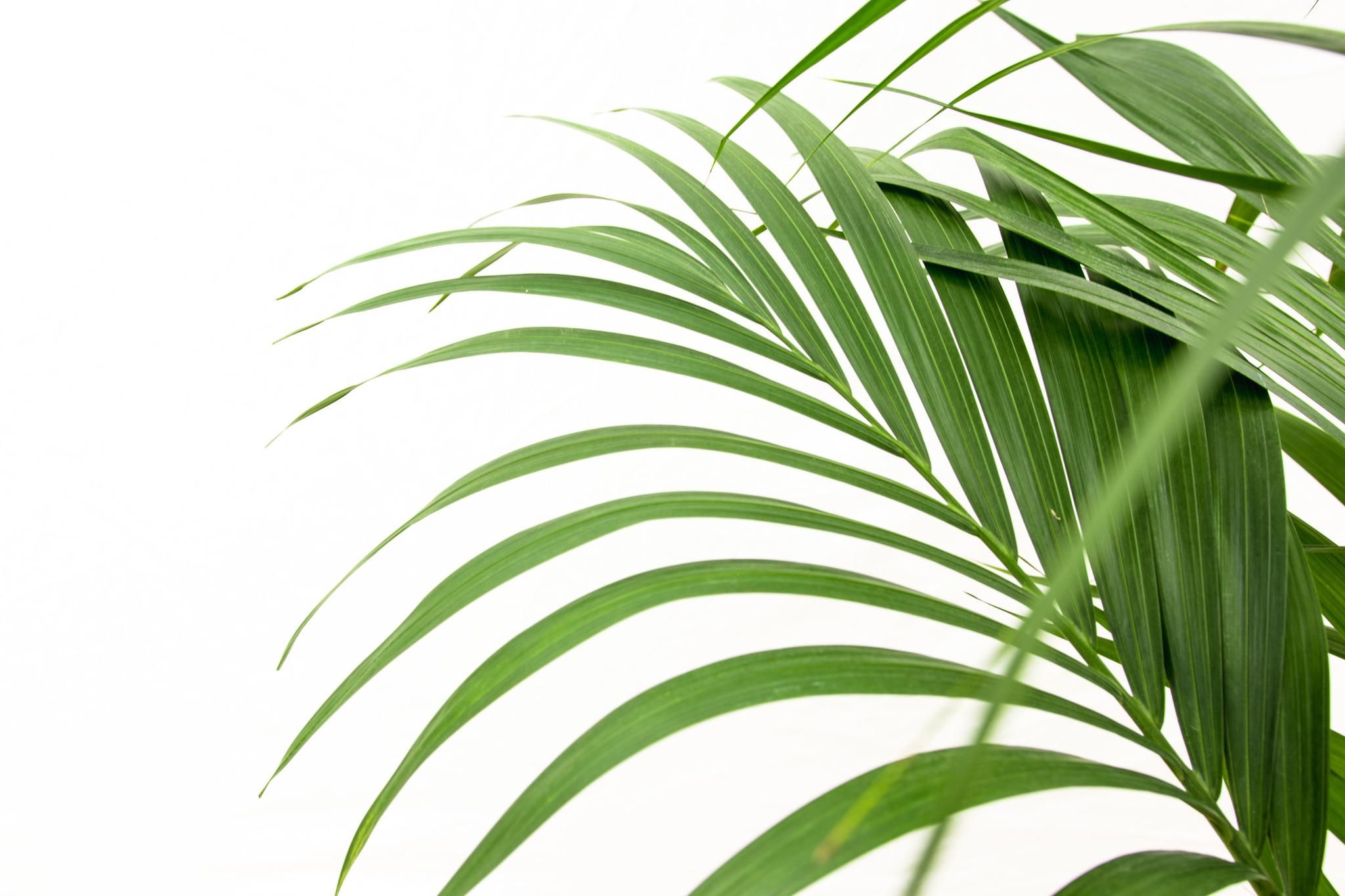 Kentia palm (8721055691976)