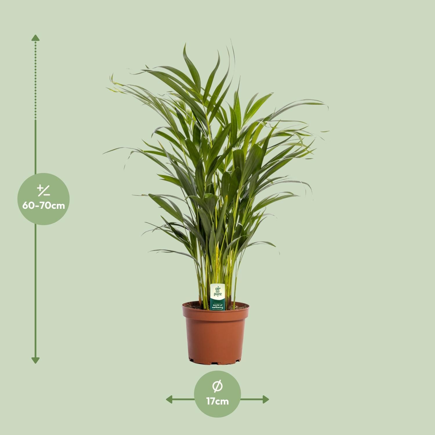Dypsis Lutescens (11165)