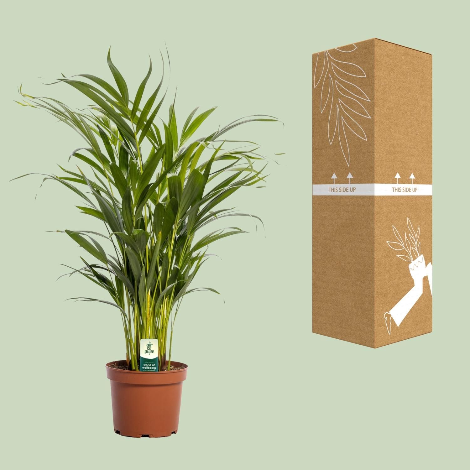 Dypsis Lutescens (11165)