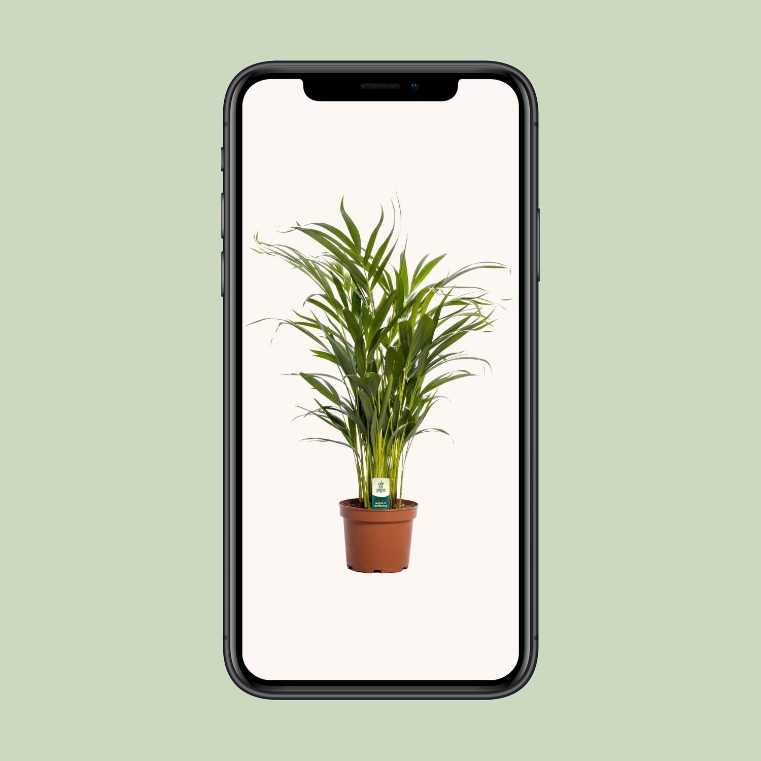 Dypsis Lutescens (11165)