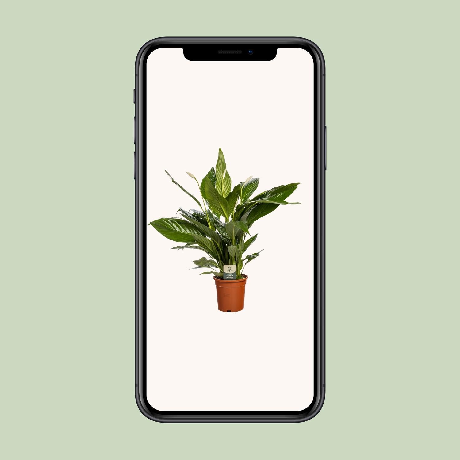 Spathiphyllum Bingo Cupido (8720634287685)