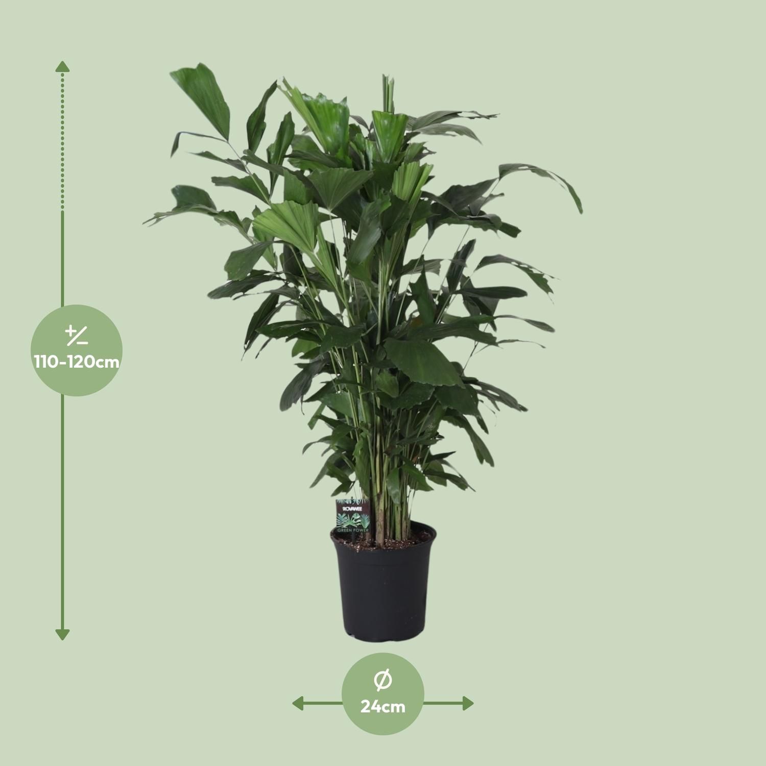 Caryota Mitis (11895)