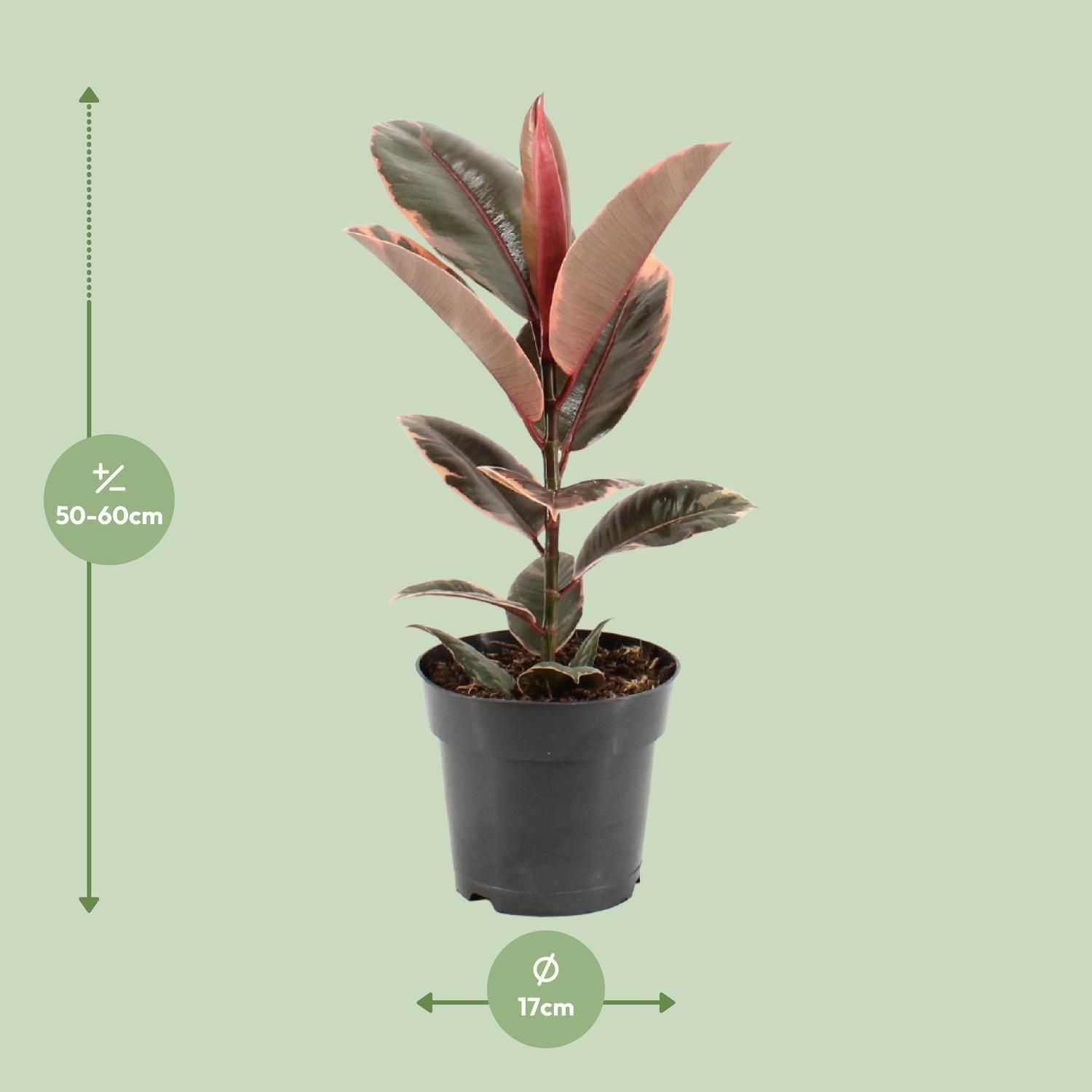 Ficus Elastica Belize (11847)