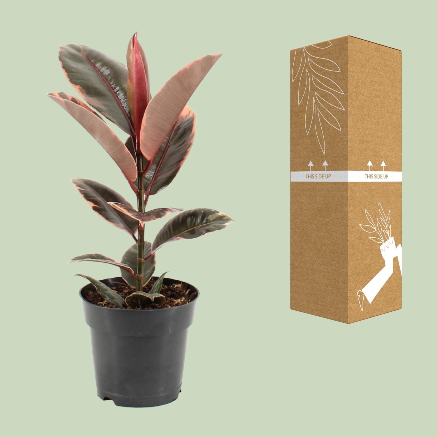 Ficus Elastica Belize (11847)