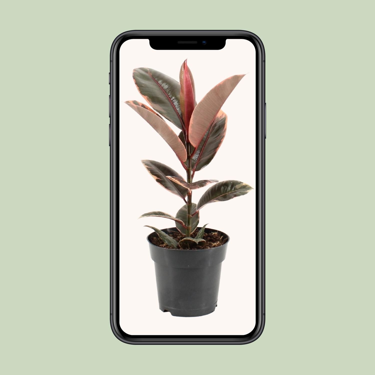 Ficus Elastica Belize (11847)