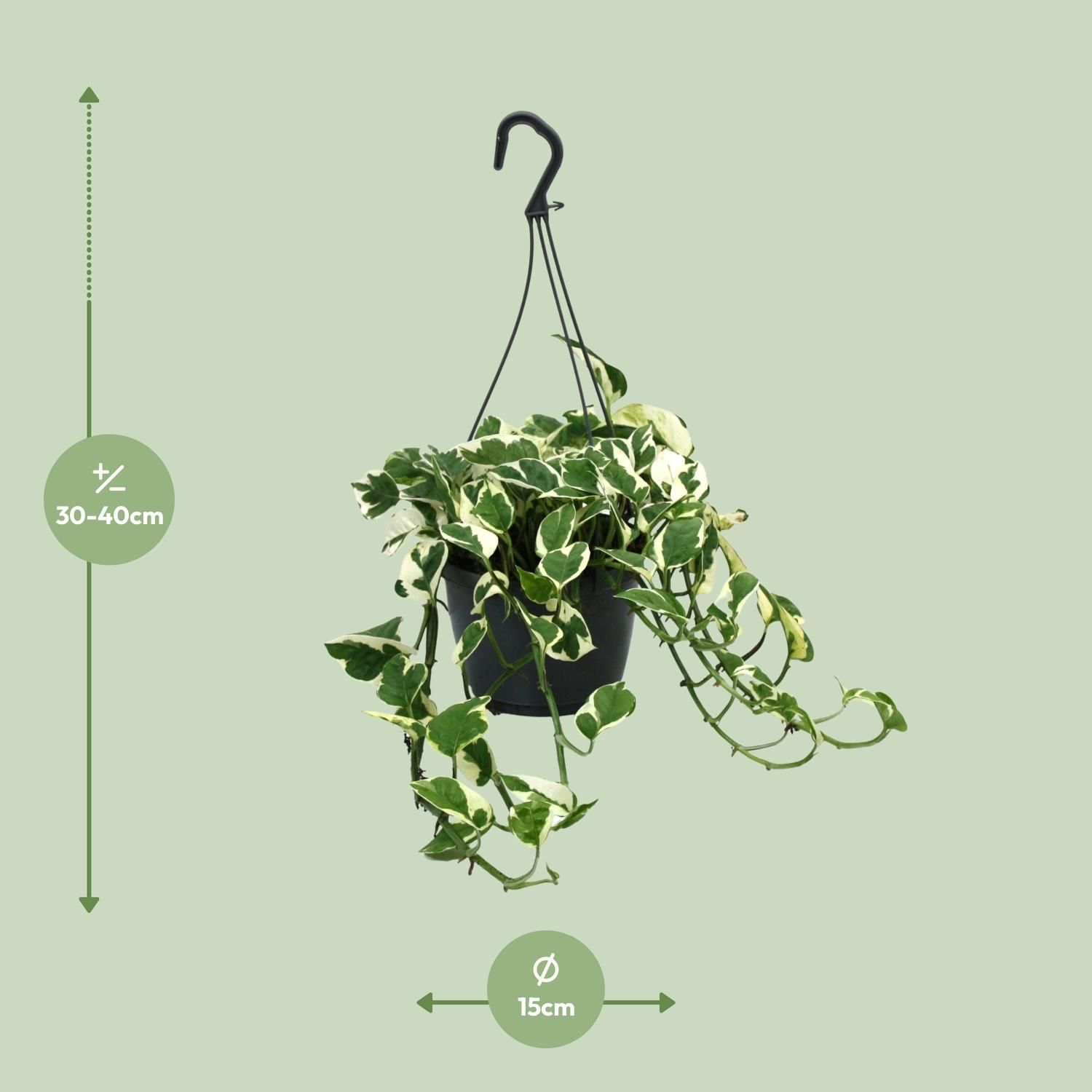 Scindapsus (Epipremnum) N’Joy (12470)