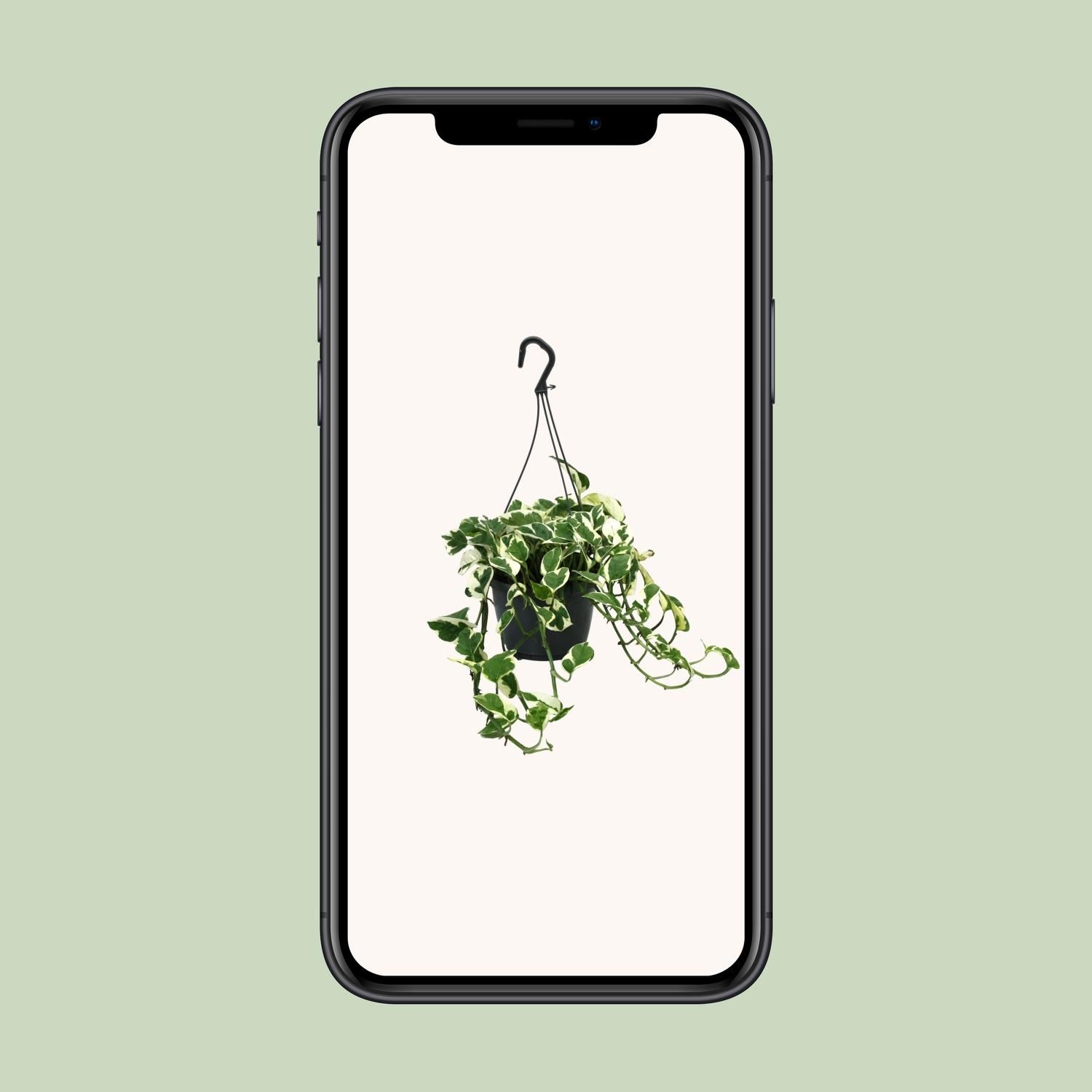 Scindapsus (Epipremnum) N’Joy (12470)