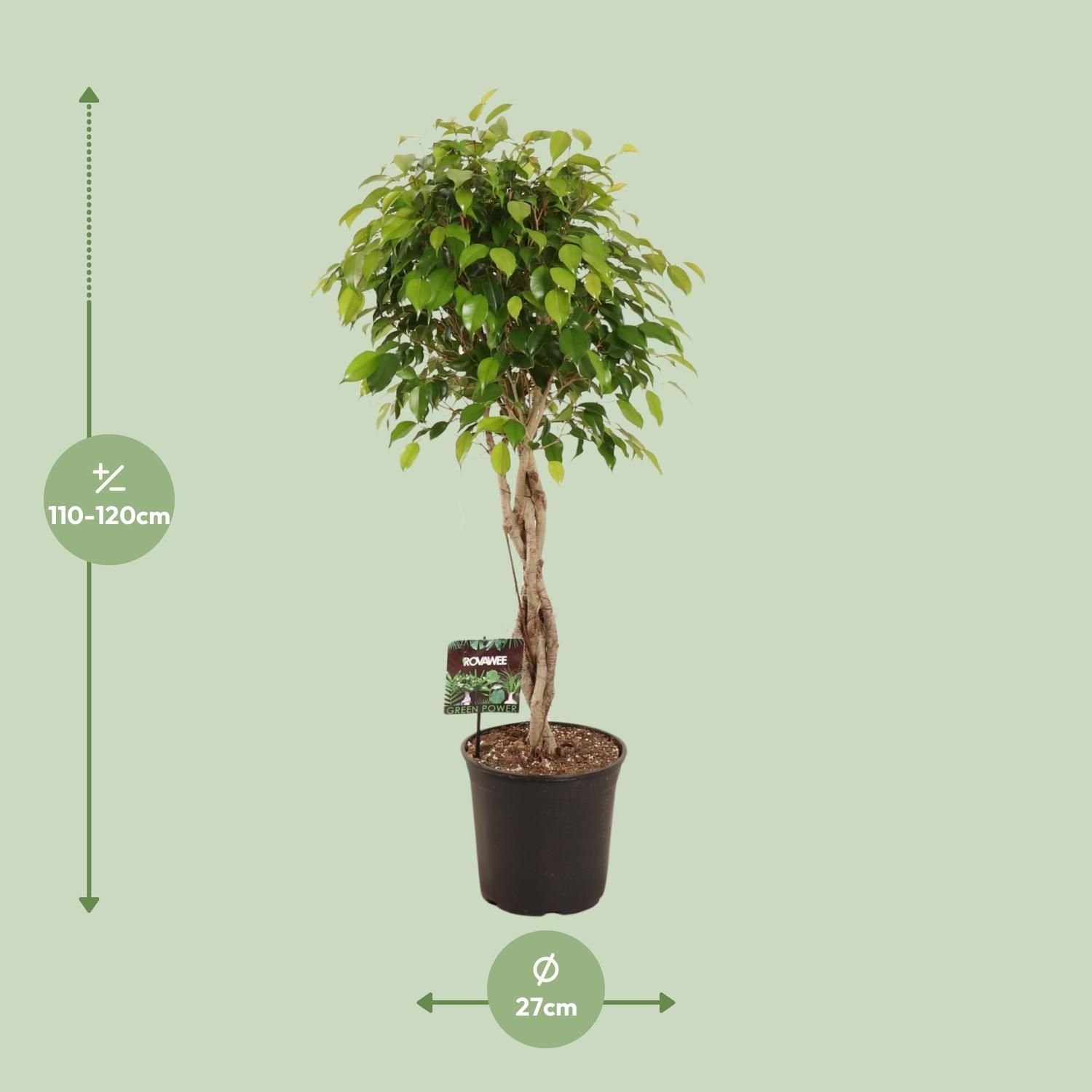 Ficus Benjamina Exotica (11907)