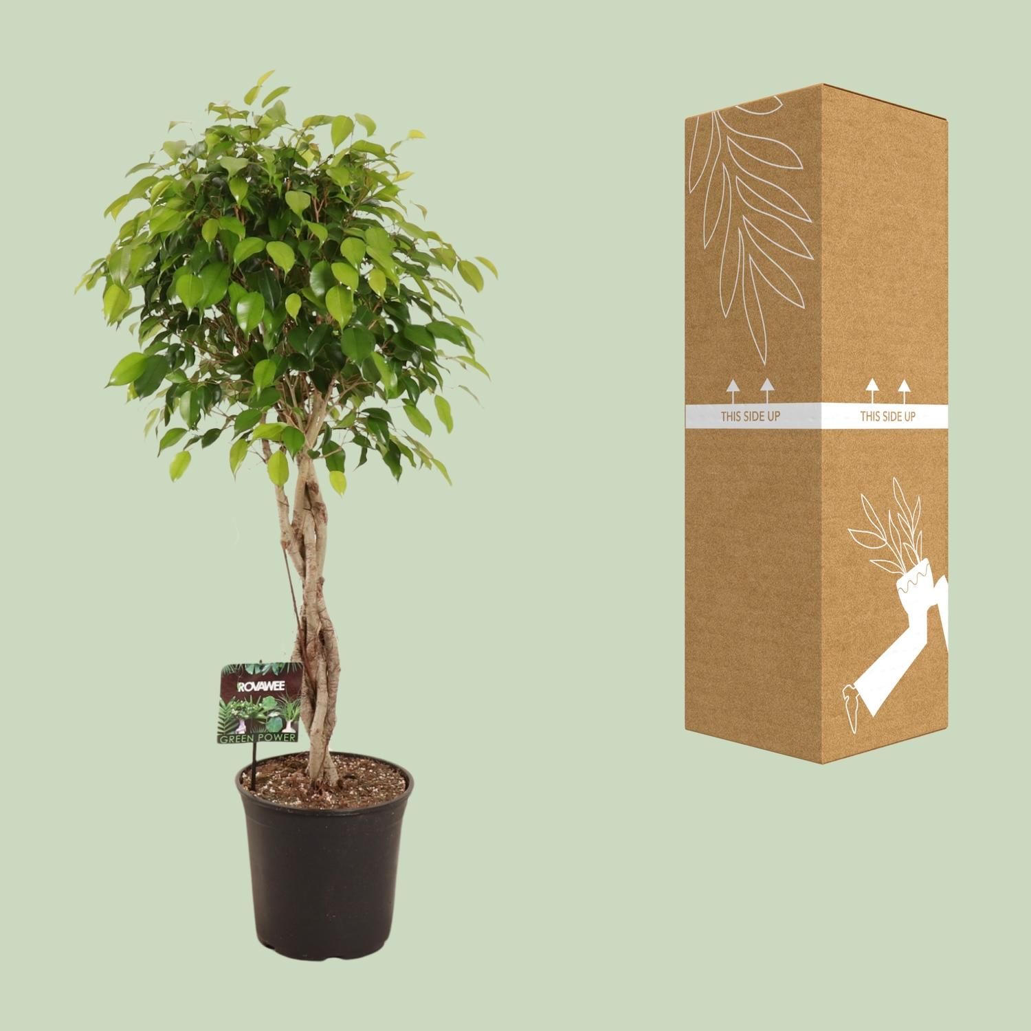 Ficus Benjamina Exotica (11907)