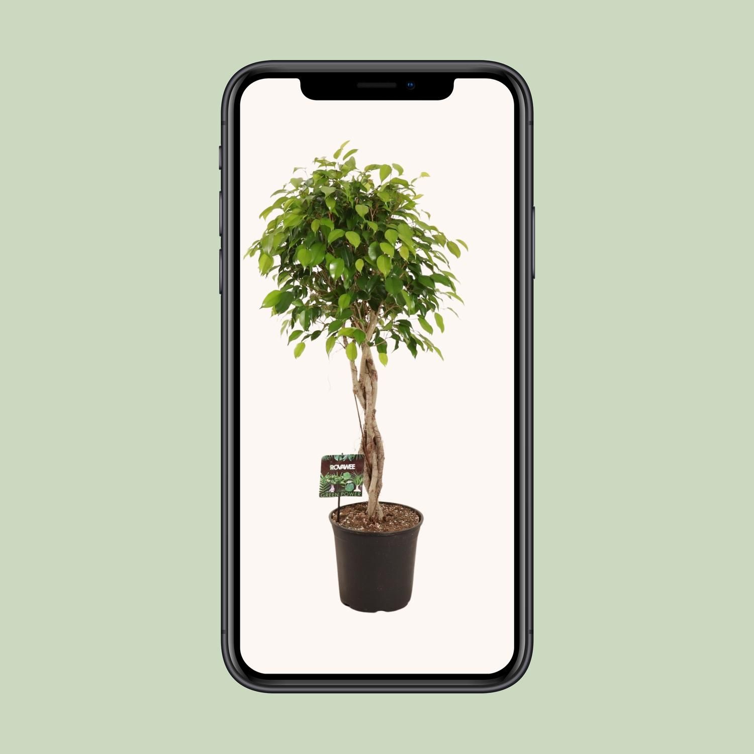 Ficus Benjamina Exotica (11907)