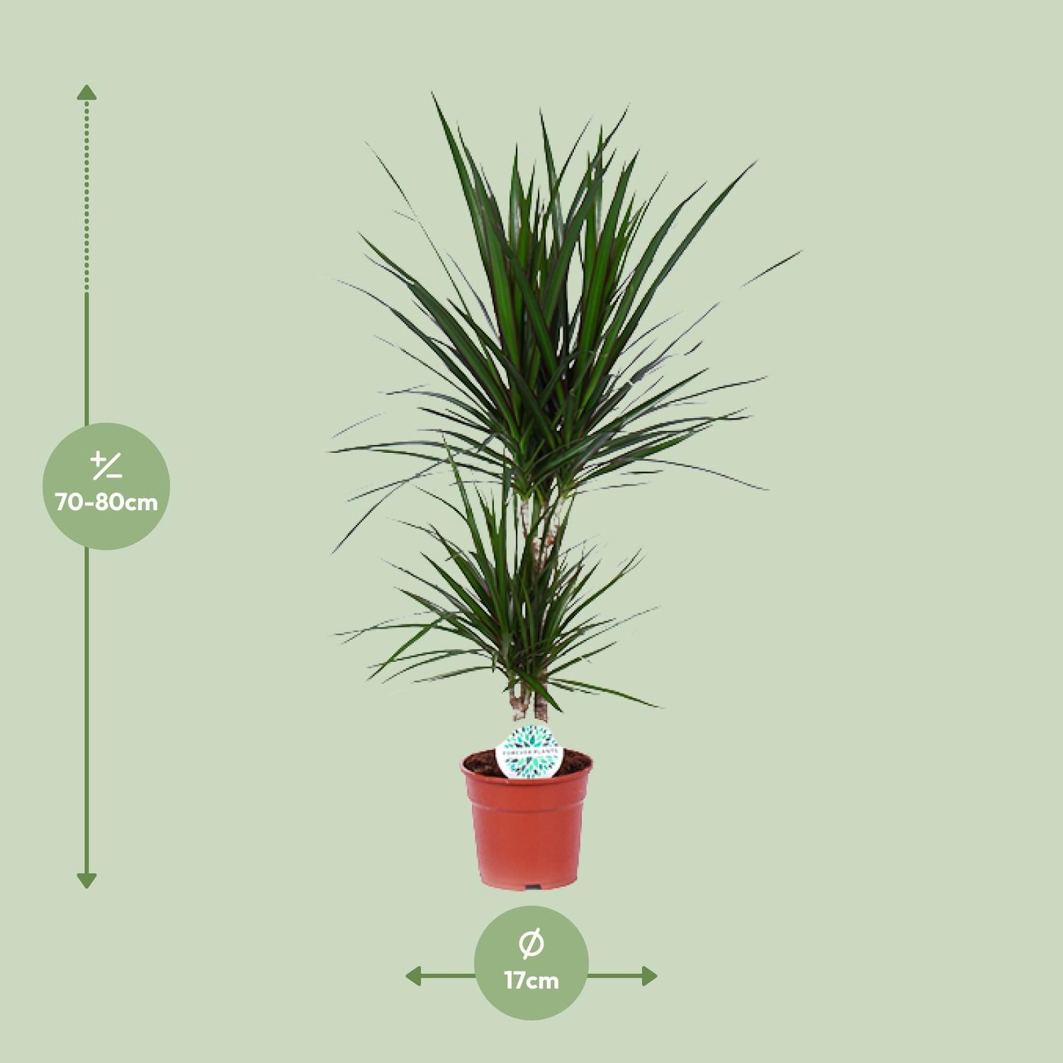 Dracaena Marginata (15841)