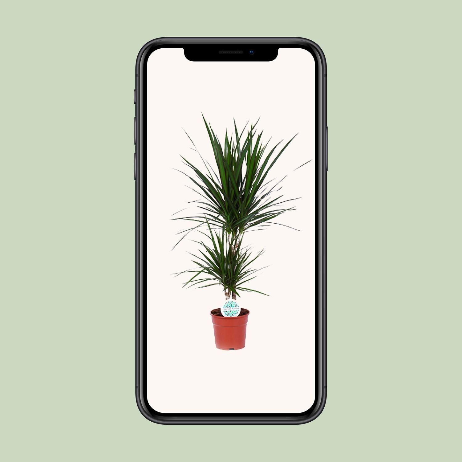 Dracaena Marginata (15841)