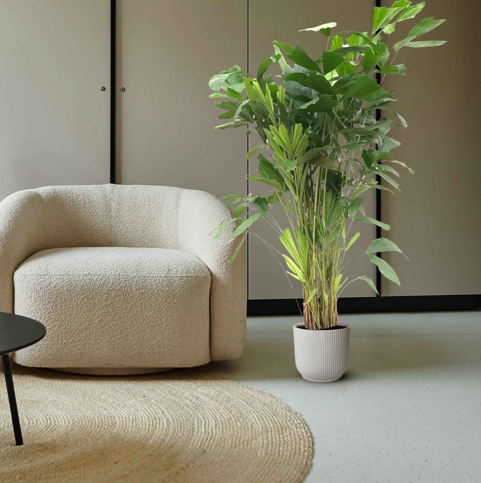 Caryota Mitis - 160 cm - ø24 (8721081600836)